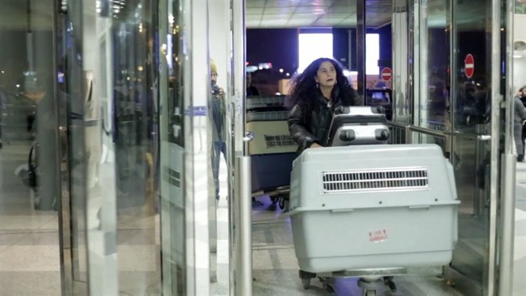  BETA Launches New Program To Send Lebanese Dogs Abroad,Facing Low Local Adoption Rates